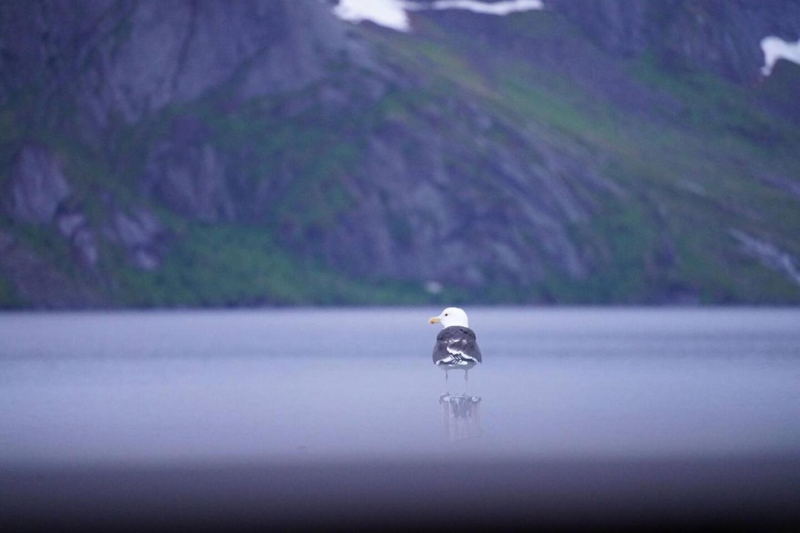מוסקנס Lofoten Panoramic Luxury Home With Sauna מראה חיצוני תמונה